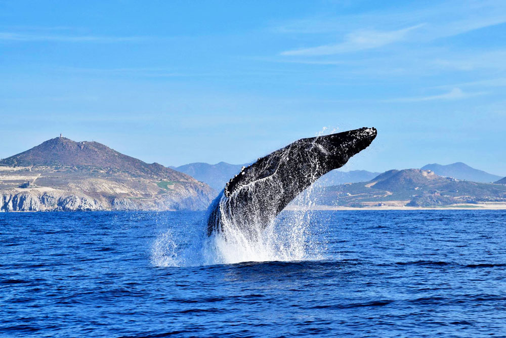 whale diving in Cabo