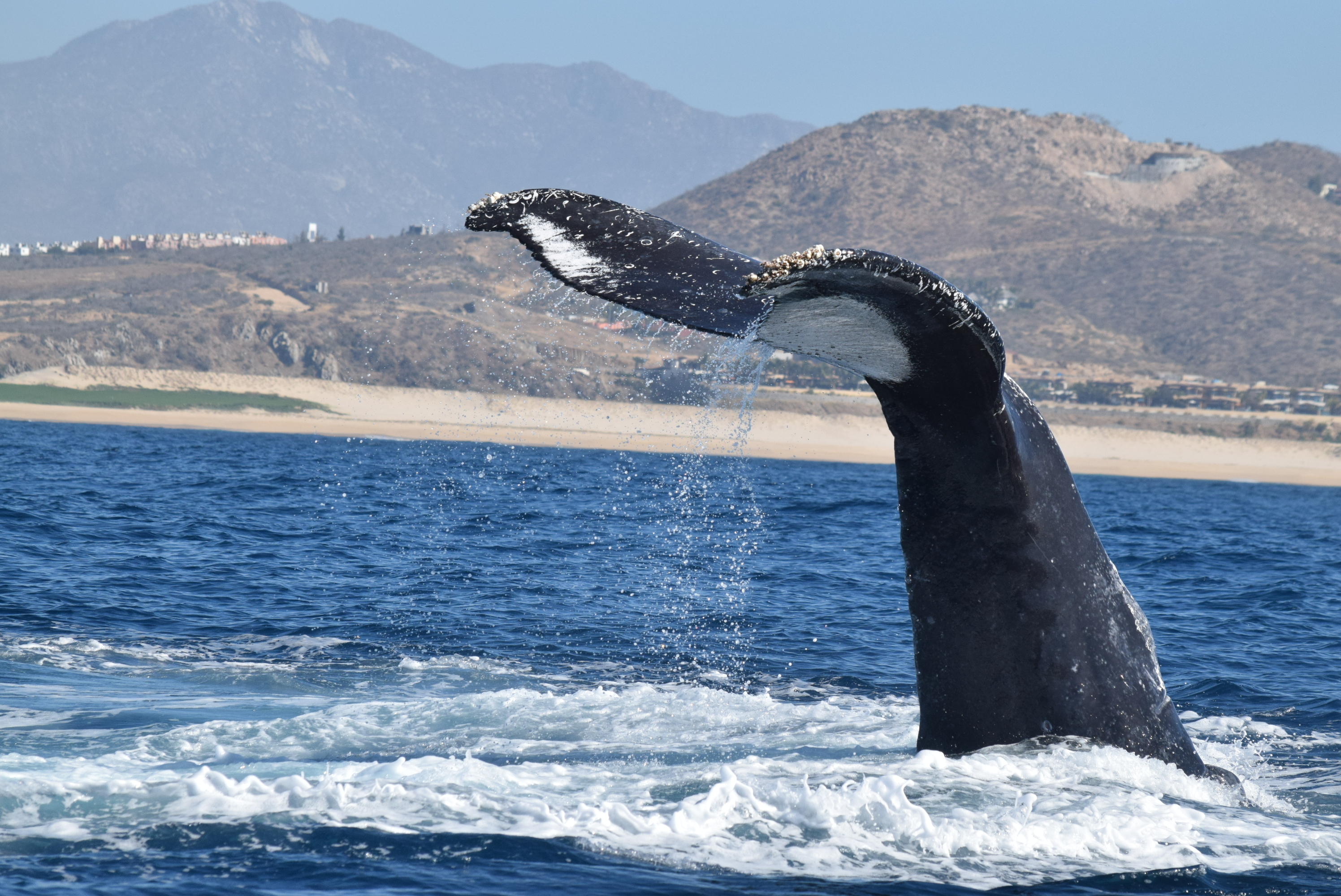 cabo whale watching