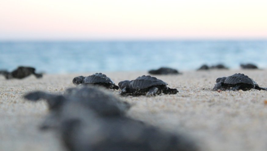 sea turtles in Cabo